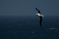 Albatros Sanforduv - Diomedea sanfordi - Northern Royal Albatros 7621